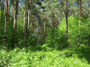 вырубка леса в вологодской области Новожилова М.А