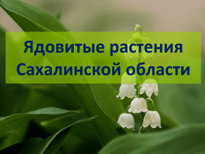 Ядовитые растения Сахалинской области