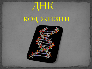 Презентация "ДНК
