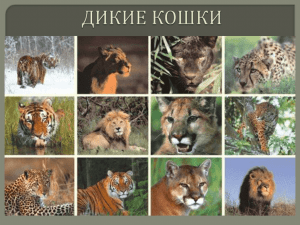 В России из крупных кошек встречаются: амурский тигр на