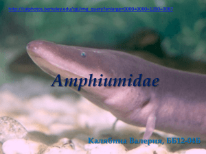 Amphiumidae ББ12-04Б