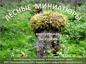 Жукова Н.Н. Виртуальная экскурсия Лесные миниатюры