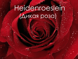 Heidenroeslein (Дикая роза)