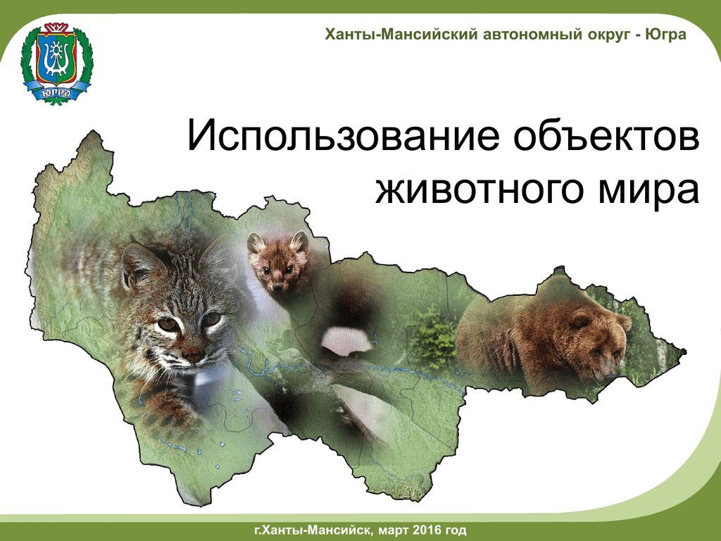 Какое голосование не используется в хмао. Ханты Мансийский округ животные. Красная книга Югры животные. Животные и растения ХМАО Югры.