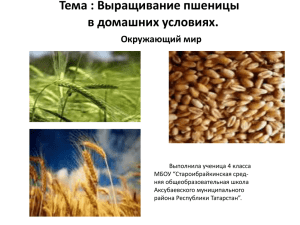Тема : Выращивание пшеницы в домашних условиях. Окружающий мир