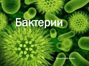 Бактерии Кондратьева Алёна