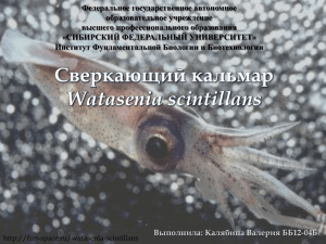 Firefly squid: Watasenia scintillans