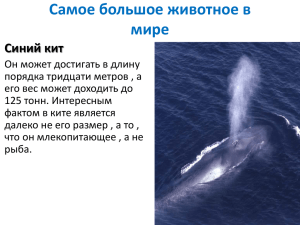 Самое большое животное в мире Синий кит