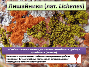 Лишайники (лат. Lichenes)