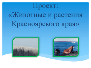 Проект: «Животные и растения Красноярского края»