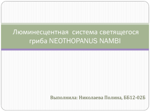 neothopanus nambi