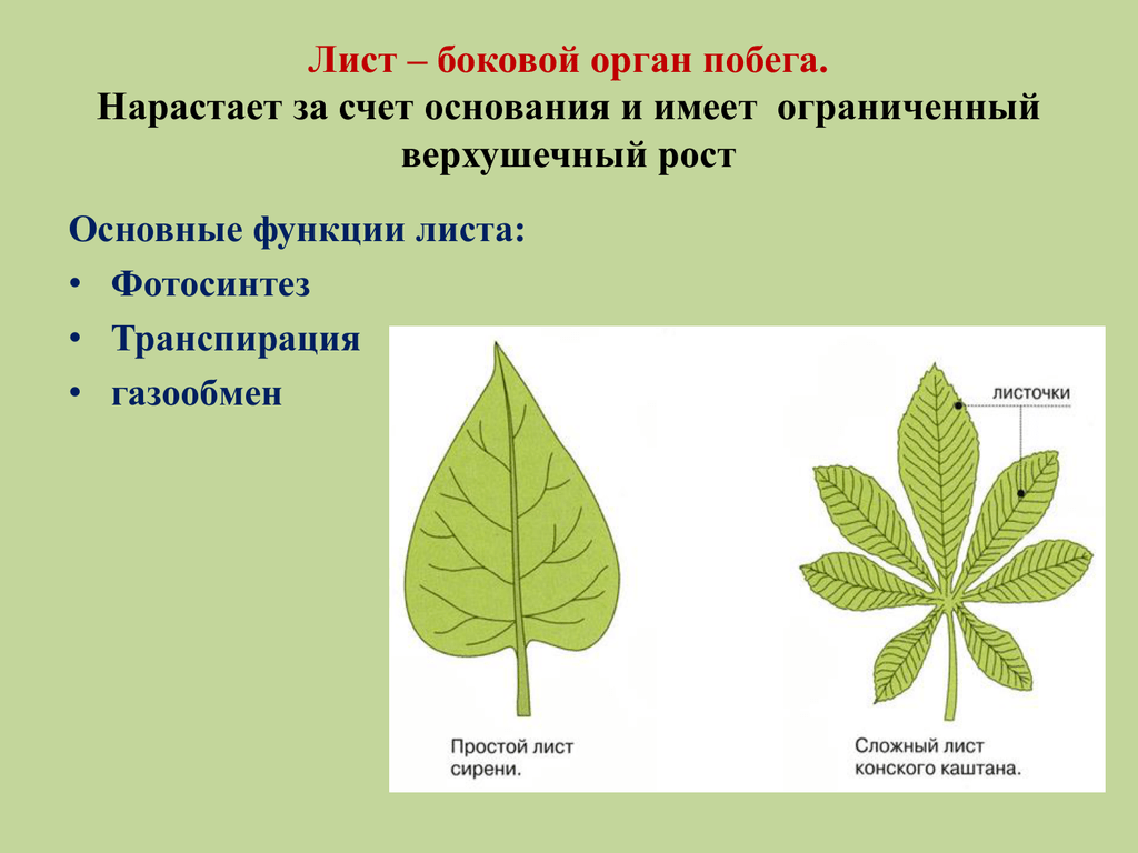 Листья долго сохраняют верхушечный рост. Лист боковой орган побега. Лист орган растения. Функции листа. Латеральный лист строение.