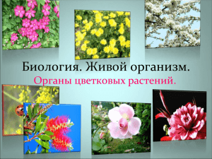 Биология. Живой организм. Органы цветковых растений.