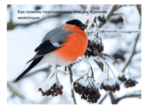Как помочь перезимовать птицам и диким животным