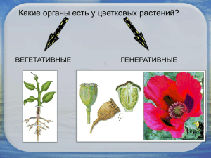 Какие органы есть у цветковых растений? ВЕГЕТАТИВНЫЕ ГЕНЕРАТИВНЫЕ 1
