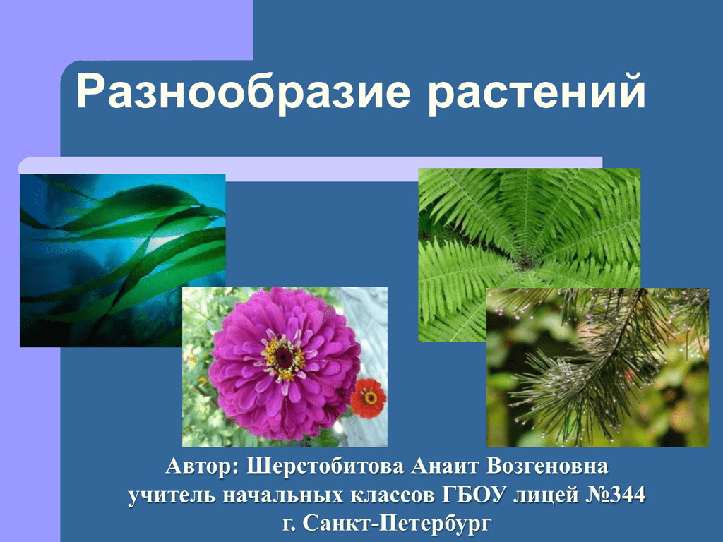 Презентация мир растений окружающий мир 3 класс. Разнообразие растений на земле. Разнообразный мир растений. Многообразие растений. Разнообразие растительного мира земли.