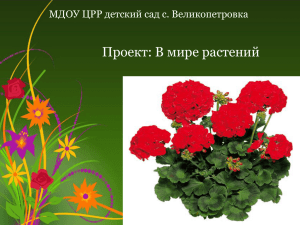 Проект: В мире растений МДОУ ЦРР детский сад с. Великопетровка
