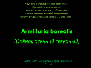 Armillaria borealis - Институт фундаментальной биологии и