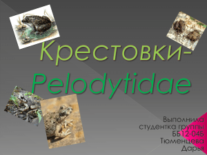 Крестовки - Pelodytidae