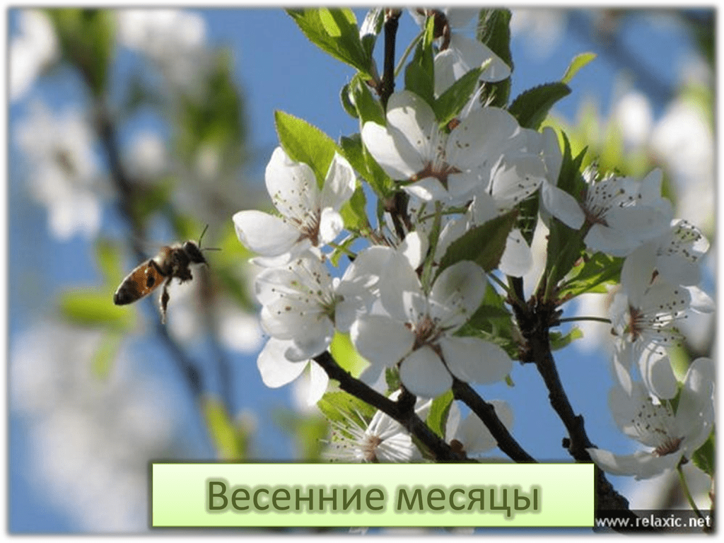 Конец весны месяц. Апрель природа.