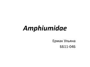 amfiumovye