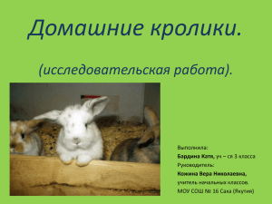кролики домашние