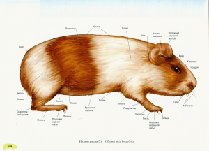 атлас-анатомии-морской-свинки