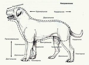 атлас-анатомия-собаки-часть-1
