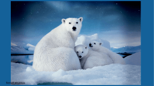 Обитатели Арктики. фото 