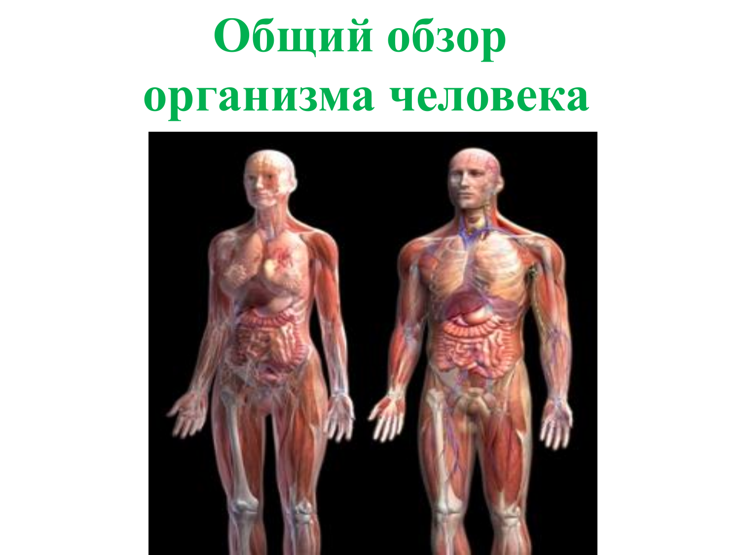 Организм на фотографии является. Самый тяжёлый орган человека - кожа.. Фото организма полностью с описанием. Что можно продать в организме человека мужика.