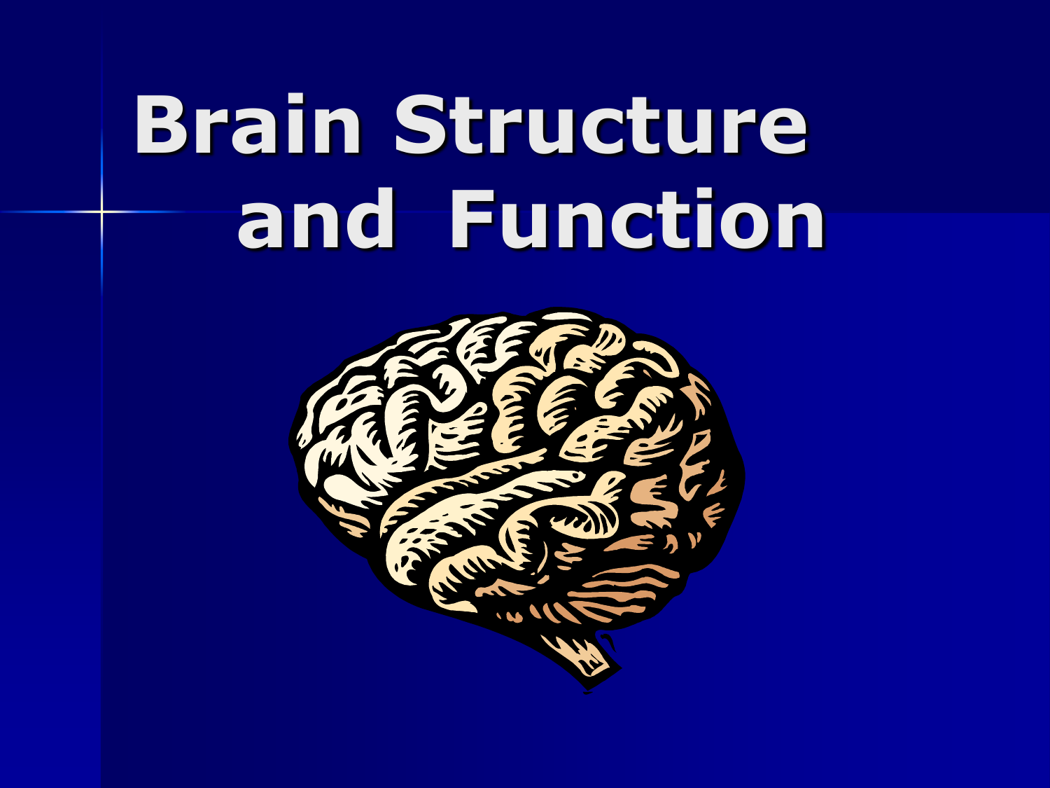 Brain structure. Brain structure and function. Brain ppt. Растение для мозга. Hindbrain.