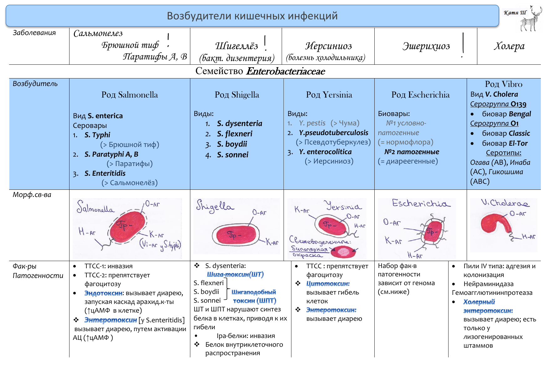 Возбудители бактериальных инфекций таблица микробиология