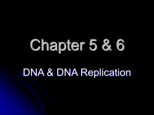 Chapter 5 & 6 - DNA & DNA Replication