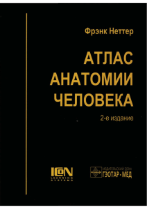 Неттер Ф. Атлас анатомии человека (2-е издание, 2003)