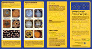 Bee-Disease-Brochure