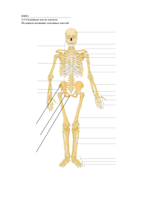 Рабочий лист - скелет человека (названия костей, виды соединения костей) биология 8 класс