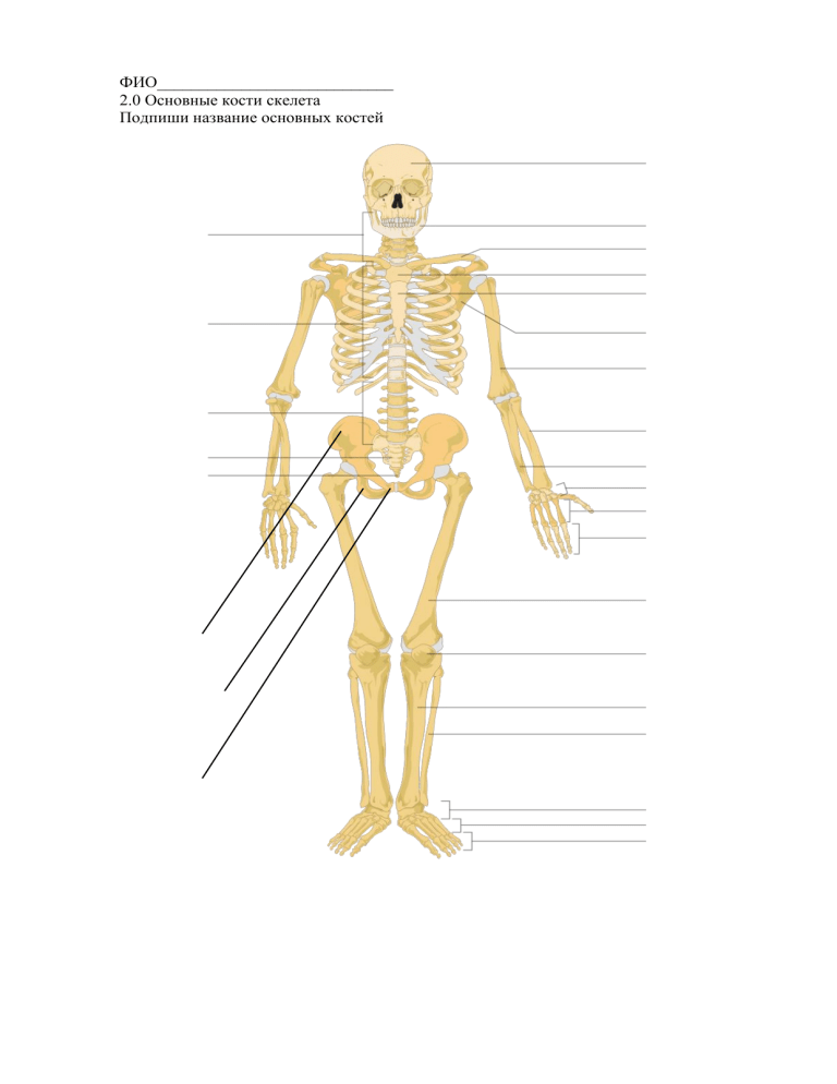 Подпишите название костей скелета. Скелет листа. Скелет человека со спины с названием костей. Подпиши название основных костей основные кости скелета.