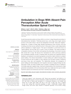 ambulation in dogs with absent pain perception after acute thoracolumbar spinal cord injury