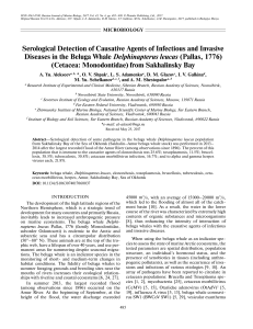 Serological Detection of Causative Agents of Infectious and Invasive Diseases in the Beluga Whale Delphinapterus leucas (Pallas, 1776) (Cetacea Monodontidae) from Sakhalinsky Bay