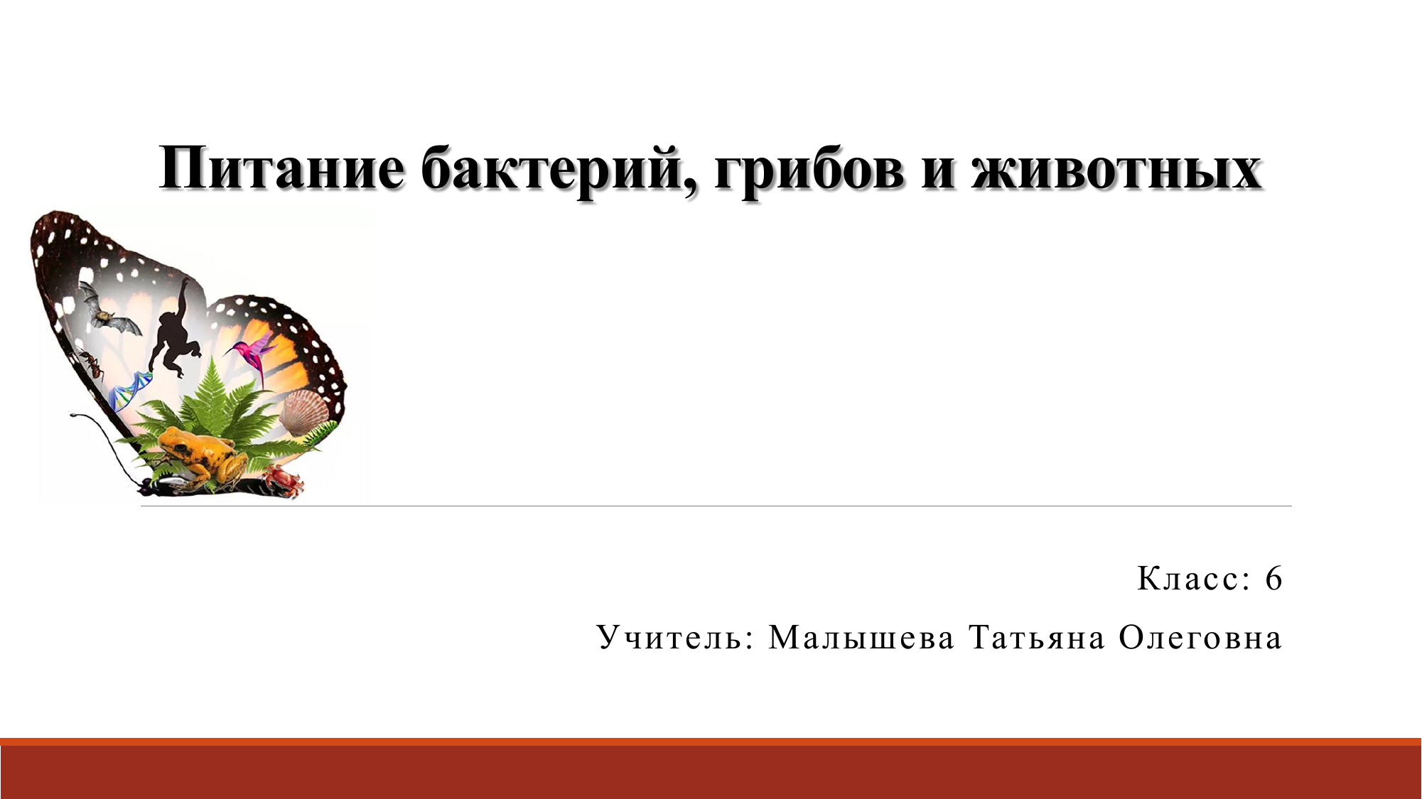 Питание бактерий грибов и животных 6 класс презентация