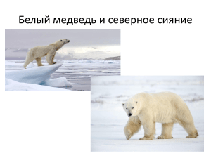 презентация белый медведьb636