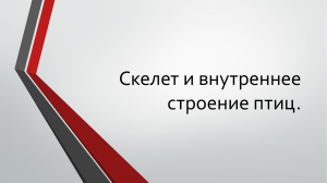 Скелет и внутреннее строение птиц