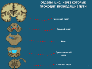 неврология - лекция