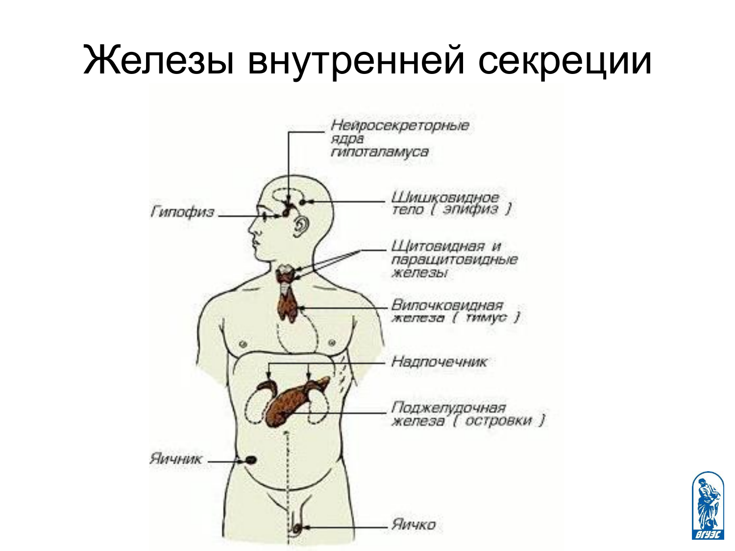 Рисунок эндокринной системы человека. Эндокринная система железы внутренней. Эндокринная система внешней секреции. .Система желез внутренней секреции. Функции. Эндокринная система железы секреции.