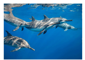 дельфины-акулы