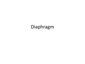 anatomy of diaphragm