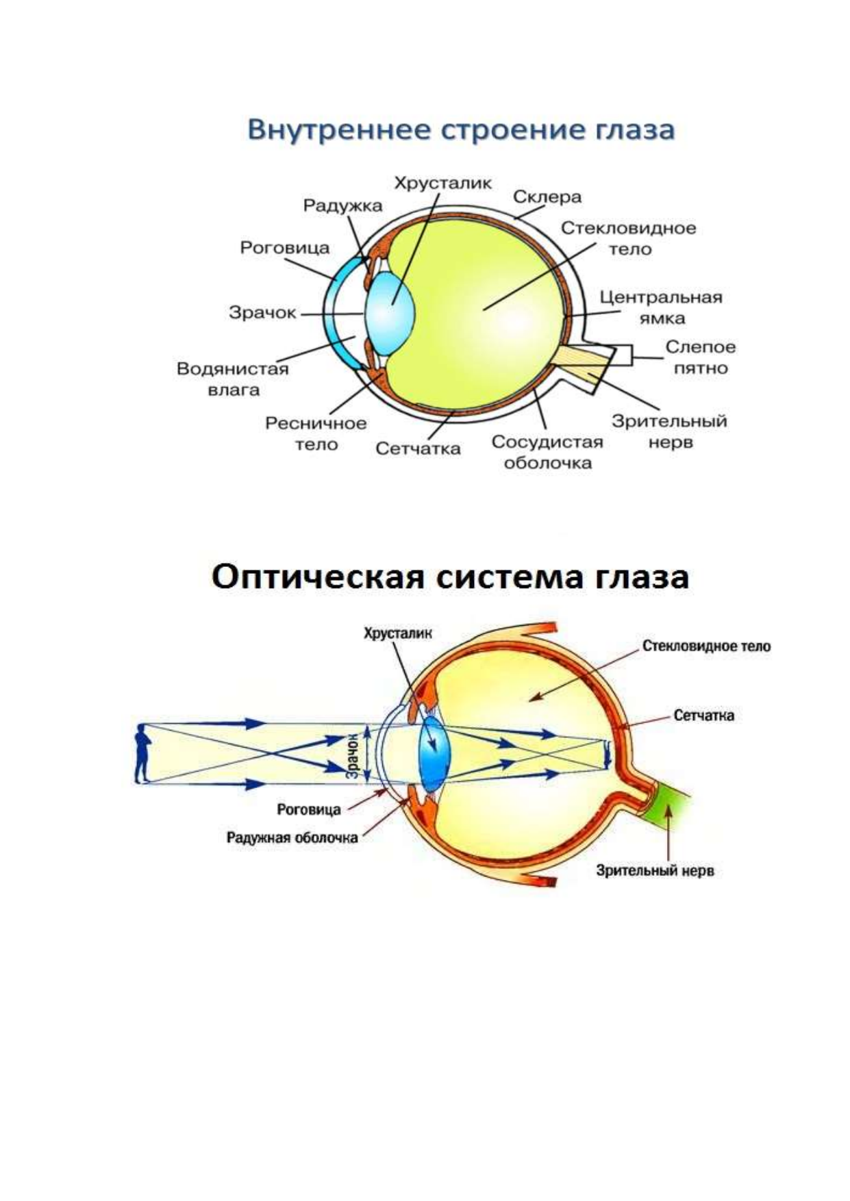 Строение оптической системы глаза