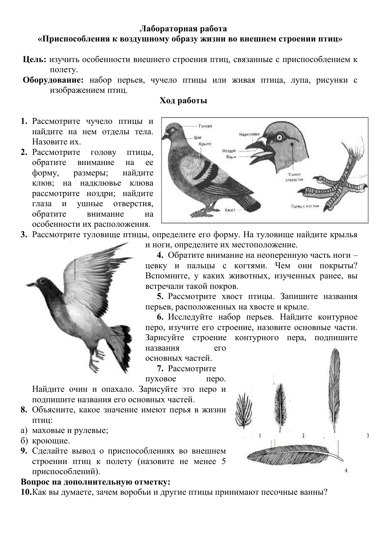 Практическая работа изучение внешнего строения птиц