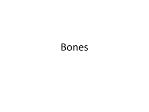 Bones-1