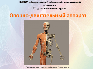 Занятие  ОДА Скелетная и мышечная системы